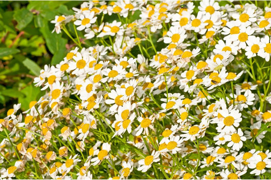Feverfew Flower seeds for Planting Wildflower Mix Heirloom & GMO Free Seeds for Home Garden