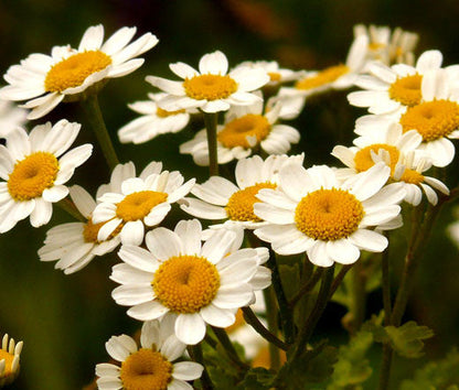 Semillas de flor de hierba de matricaria (Tanacetum parthenium)