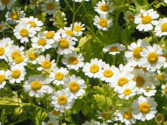 Feverfew Tanacetum Parthenium Herb Flower Seeds heirloom non-gmo organic garden seeds