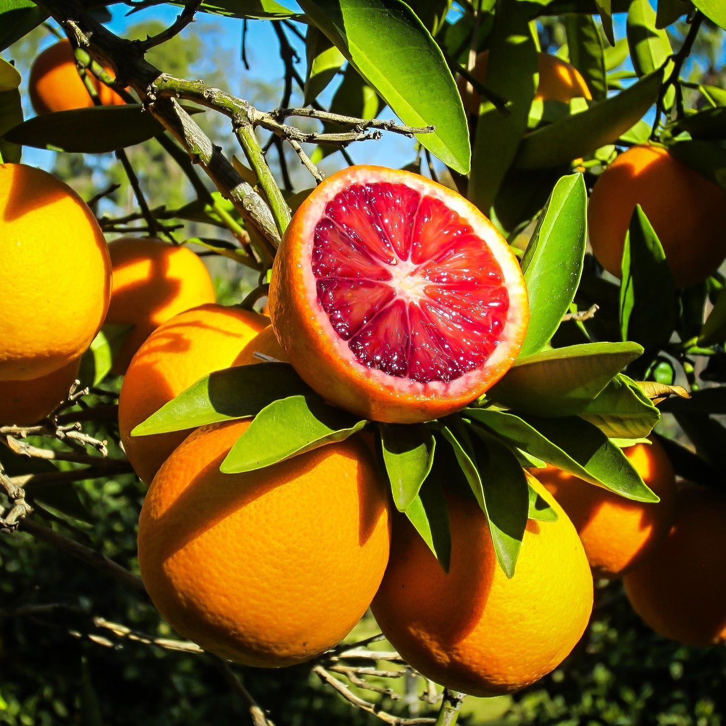 Blood Orange Tree Seeds