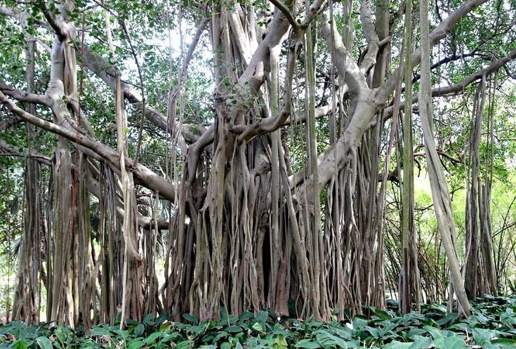 Banyan / Banyan Fig Tree (Ficus Benghalensis) - East Indian Aerial Root Houseplant Seeds