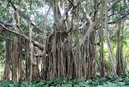 Banyan / Banyan Fig Tree (Ficus Benghalensis) - East Indian Aerial Root Houseplant Seeds