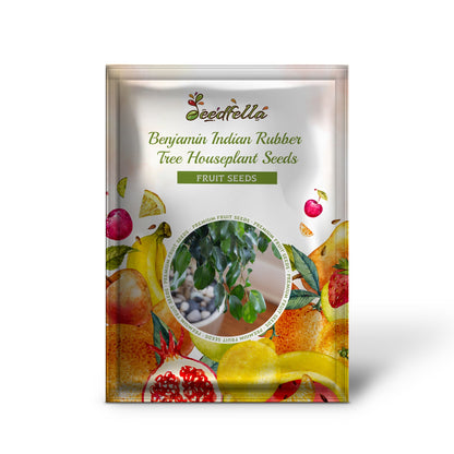 Weeping Fig (Ficus benjamina) Benjamin Indian Rubber Tree Houseplant Seeds