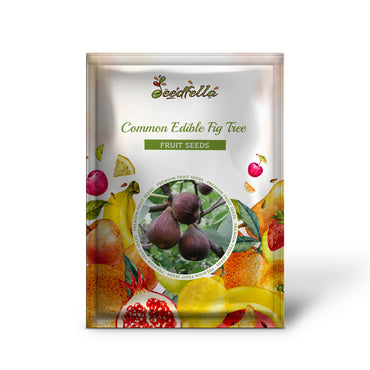 Common Edible Fig Tree (Ficus carica) Purple Brown Skin Pink Flesh Fruit Seeds