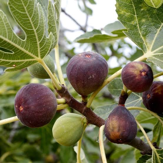 Four Seasons Sweet Honey Fig Seeds – Ideal for Balcony Vegetables and Fruits