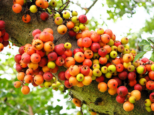 Cluster Fig Ficus Racemosa Red River Indian Guilar Tree Houseplant Seeds heirloom non-gmo organic garden seeds