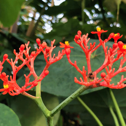 仏陀の植物の種 聖なる植え付けのための