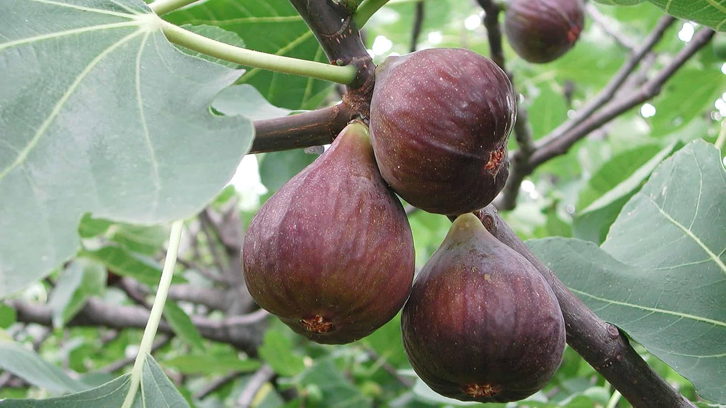 Fig Fruits Seeds for Planting - Grow Delicious Homegrown Figs