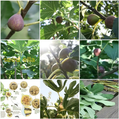 Mixed Fig Seeds for Planting - Grow Delicious Figs at Home