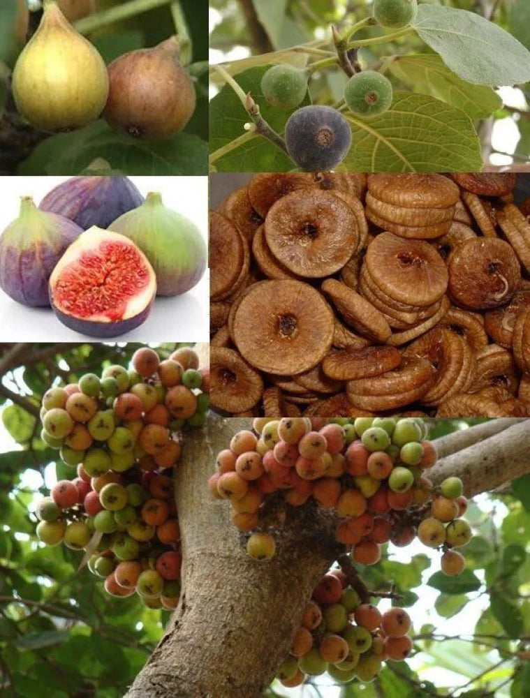 Fig Fruits Seeds For Planting Grow Delicious Homegrown Figs heirloom non-gmo organic garden seeds
