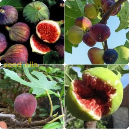 Mixed Fig Seeds for Planting - Grow Delicious Figs at Home