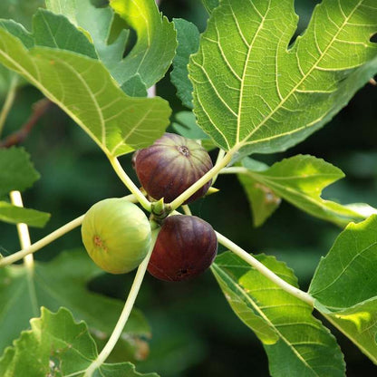 Four Seasons Sweet Honey Fig Seeds – Ideal for Balcony Vegetables and Fruits