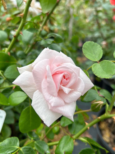 New Dawn Climbing Rose - Elegant Soft Pink Climbing Rose Bush for Garden Arches
