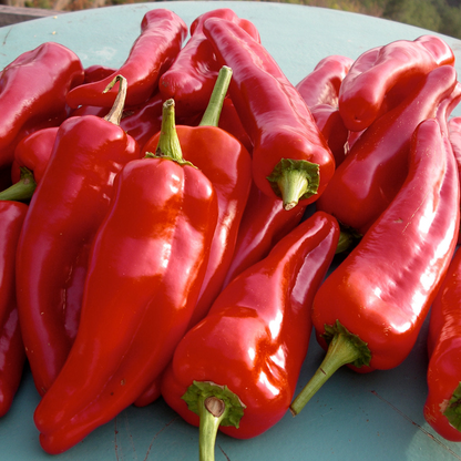 Doux D'Espagne Spanish Pimento Pepper Vegetable Seeds for Planting – Heirloom, Non-GMO, Easy to Grow, Edible