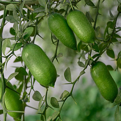 Finger Lime Fruit Seeds