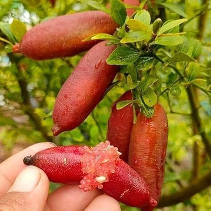 Finger Lime Seeds For Planting Citrus Australasica Mixed Fruit Container Garden heirloom non-gmo organic garden seeds
