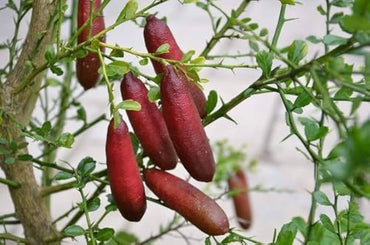 Finger Lime Seeds for Planting Citrus Australasica mixed fruit container garden