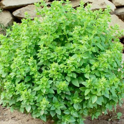 Fino Verde Basil (Ocimum basilicum 'Fino Verde') Seeds