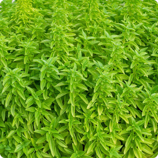 Fino Verde Basil Ocimum Basilicum 'Fino Verde' Seeds heirloom non-gmo organic garden seeds