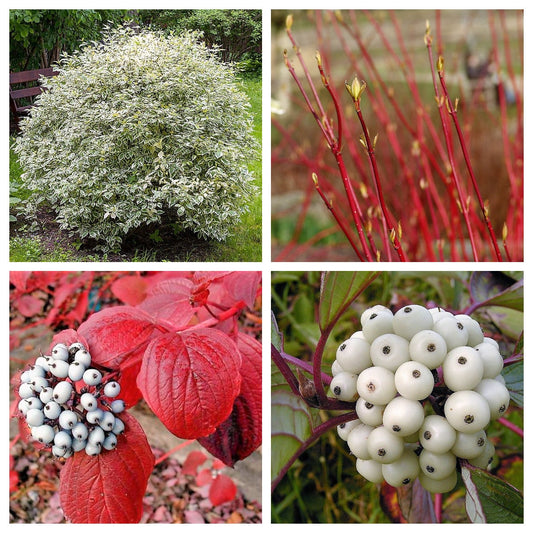 Fire And Ice Dogwood Cornus Alba Shrub Tree Variegated Red Bark White Berry & Flower Seeds heirloom non-gmo organic garden seeds