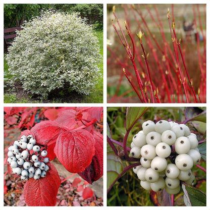 Fire And Ice Dogwood Cornus Alba Shrub Tree Variegated Red Bark White Berry & Flower Seeds heirloom non-gmo organic garden seeds