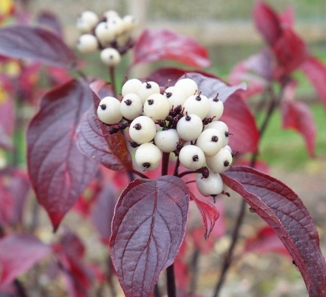 Fire and Ice Dogwood (Cornus Alba) Shrub Tree Variegated Red Bark White Berry & Flower Seeds