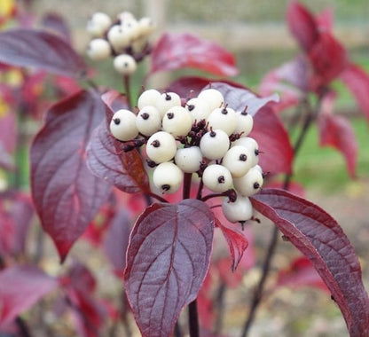 Fire and Ice Dogwood (Cornus Alba) Shrub Tree Variegated Red Bark White Berry & Flower Seeds