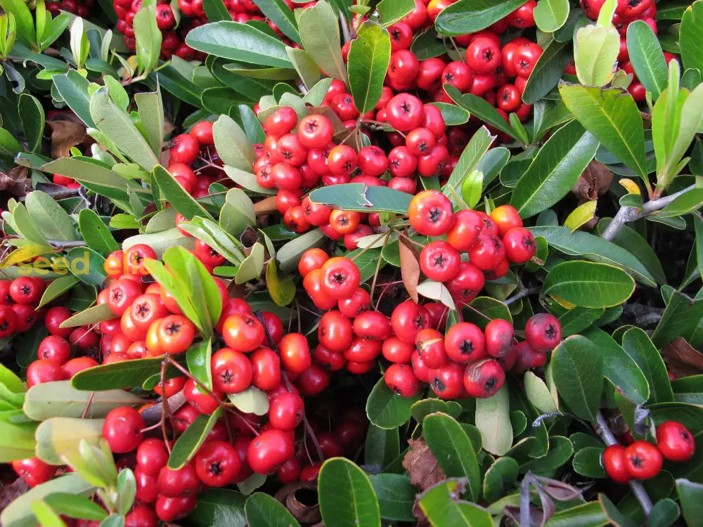 Red Firethorn Fruit Planting Seeds for Vibrant Garden Growth - Seed Ideal for Ornamental