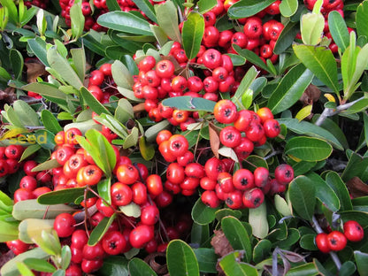 Red Firethorn Fruit Planting Seeds for Vibrant Garden Growth - Seed Ideal for Ornamental