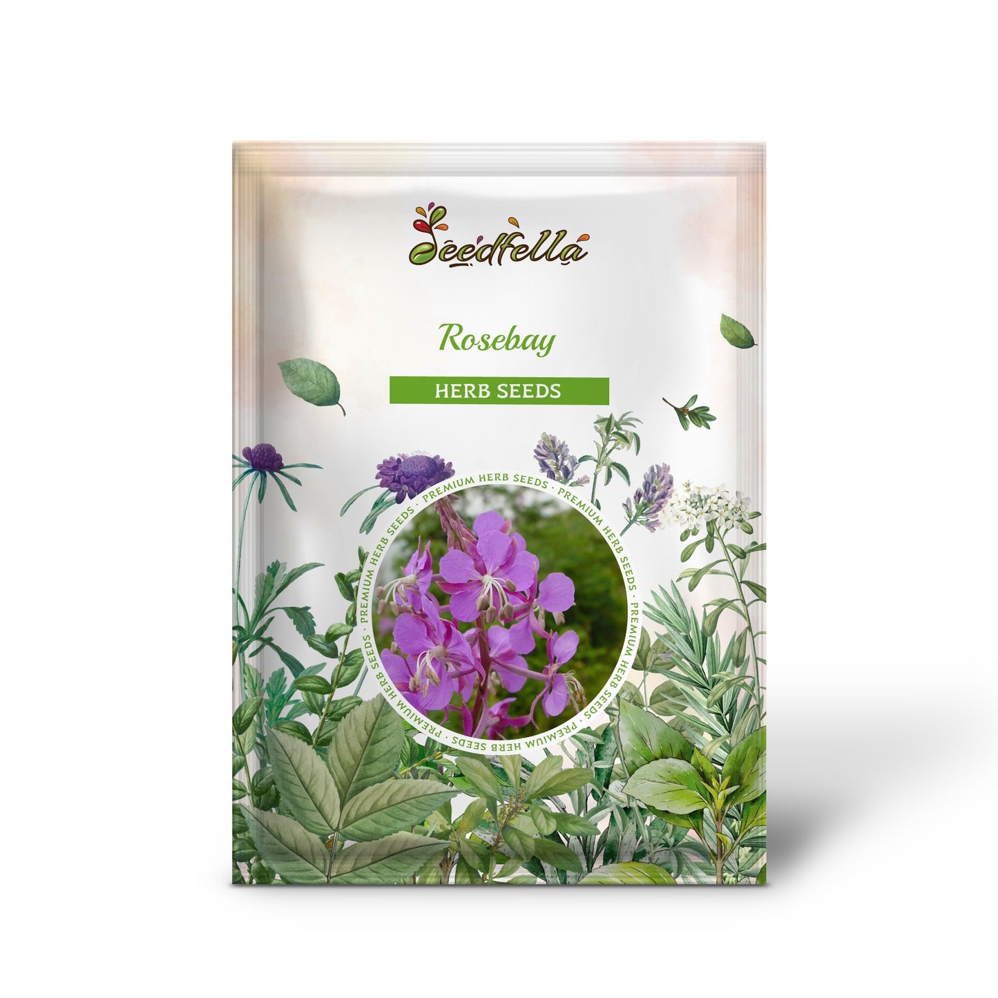 Fireweed / Rosebay (Great Willowherb) Epilobium angustifolium Flower Seeds