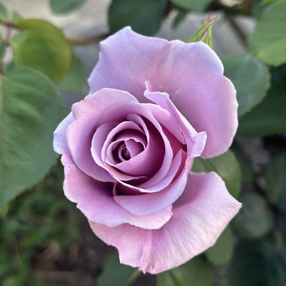 sterling silver rose seeds Sterling Silver Rose Flower Seeds – Heirloom, Non-GMO, Easy to Grow, P – Pure Asia Seeds
