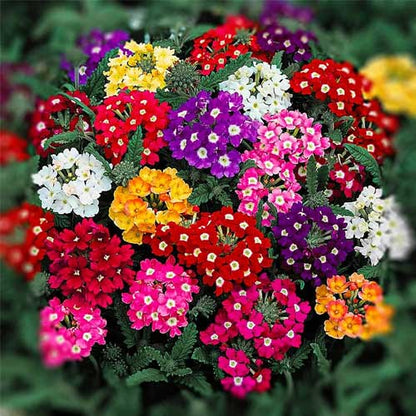 Mixed Verbena Flower seeds for Planting - Fragrant Blossoms, Heirloom & GMO Free Seeds for Home Garden