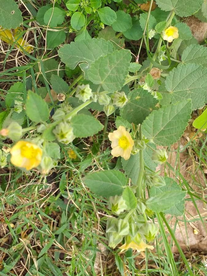 Country Mallow (Sida cordifolia) Bala / Flannel Weed Flower Seeds