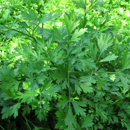 Giant Italian Flat Leaf Parsley (Petroselinum crispum var. Neapolitanum) Herb Vegetable Seeds