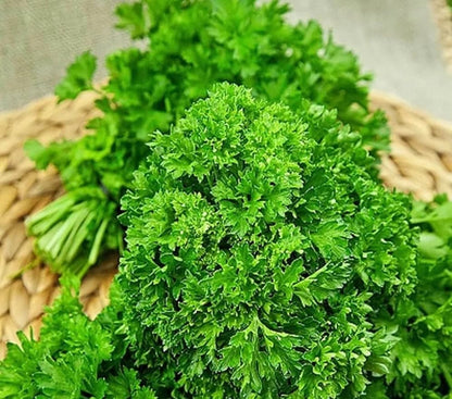 Flat Leaf Parsley (Petroselinum crispum) Seeds