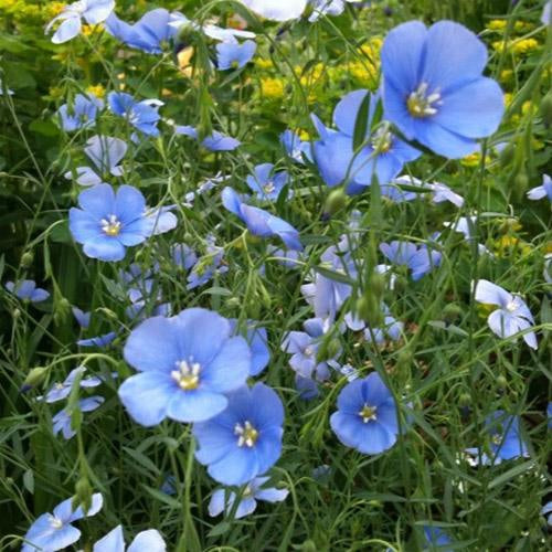 亜麻（Linum usitatissimum）種子