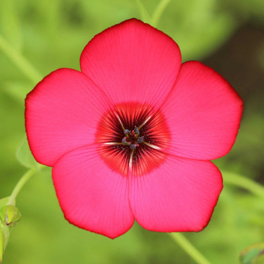 Scarlet Flax Flower seeds for Planting Long Bloom Season Heirloom & GMO Free Seeds for Home Garden 
 
 Sale for planting in home garden