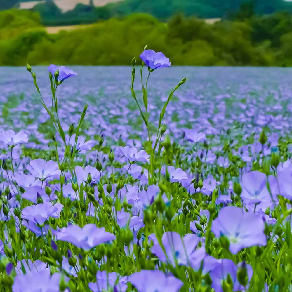 Flax Linum Usitatissimum Seeds heirloom non-gmo organic garden seeds