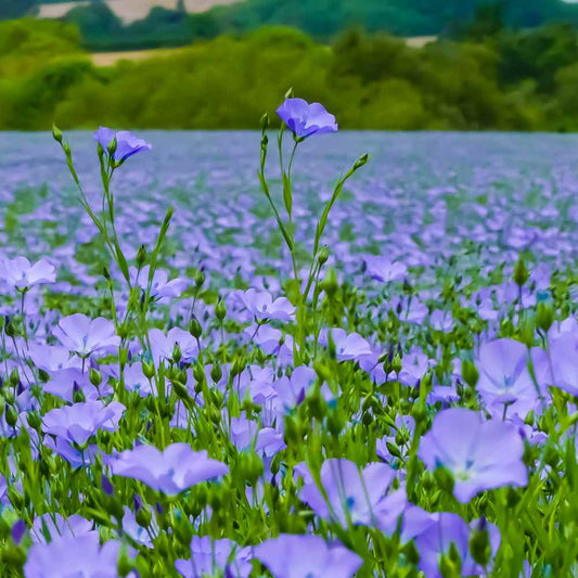 Flax Linum Usitatissimum Seeds heirloom non-gmo organic garden seeds