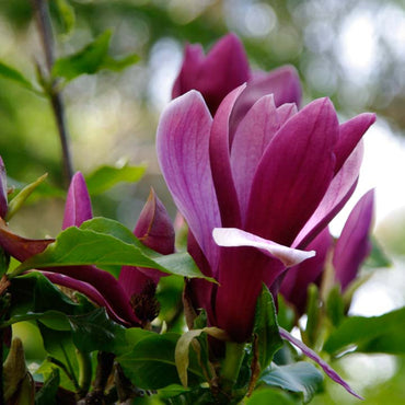 Magnolia Liliiflora Flower Seeds