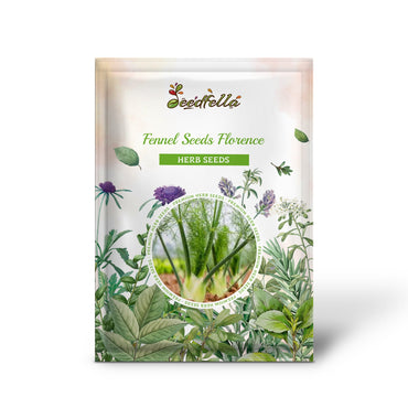 Fennel Seeds - Florence (Foeniculum vulgare var. azoricum)