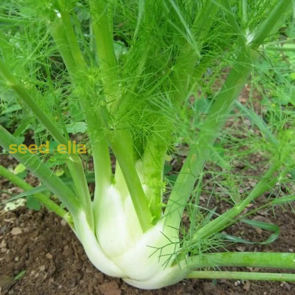 Florence Fennel Vegetable Seeds for Easy Planting