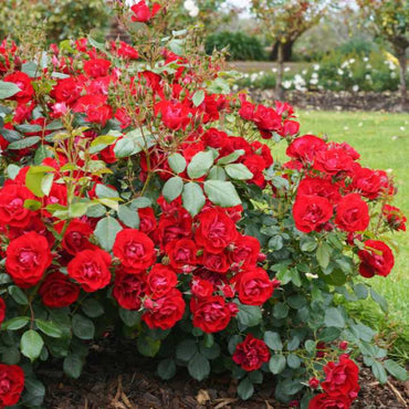 Miniature Rose Flower Seeds
