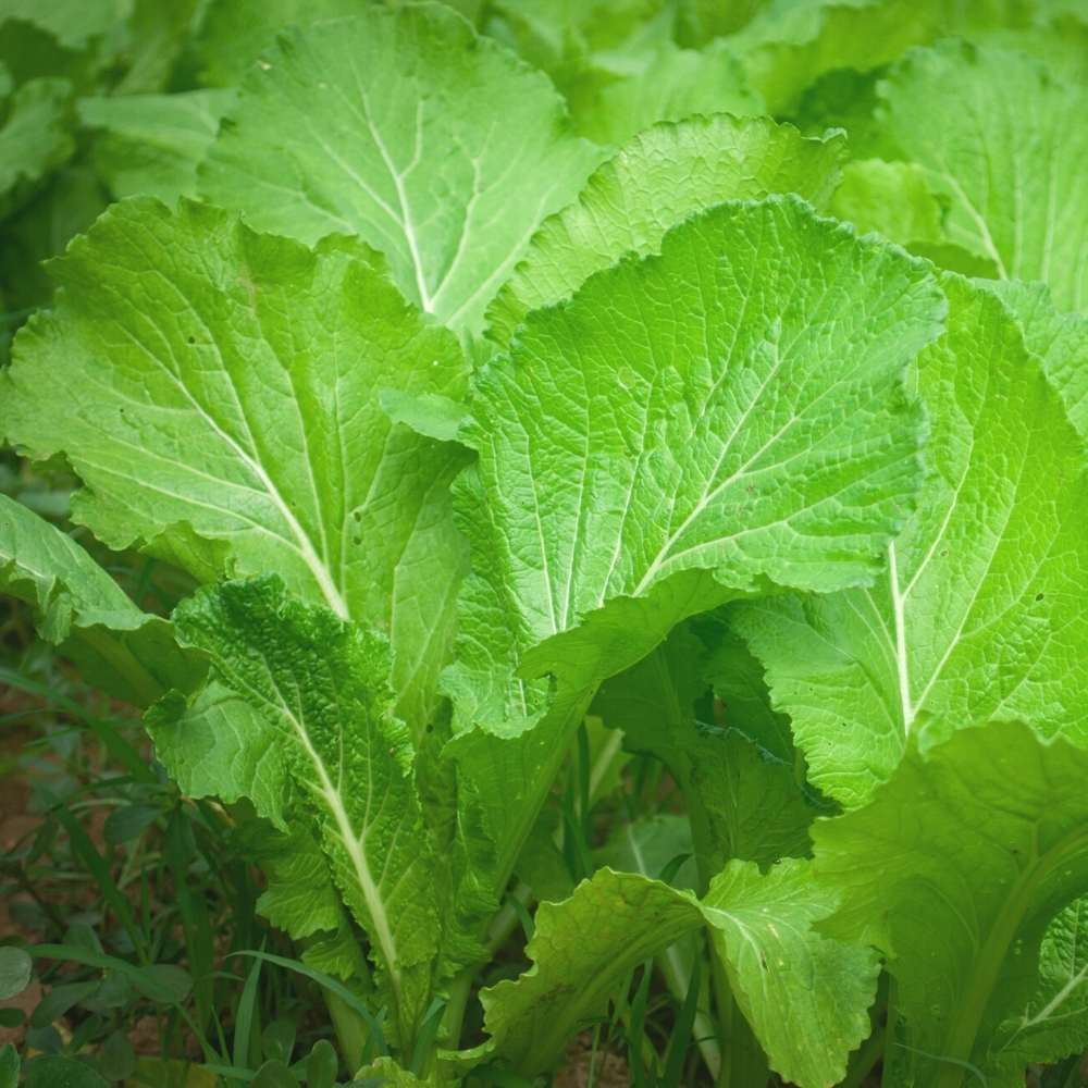 Florida Broadleaf Mustard (Brassica juncea) Herb & Vegetable Seeds