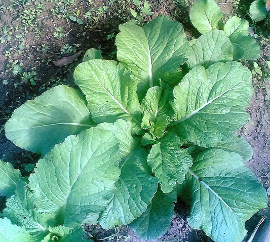 Florida Broadleaf Mustard Brassica Juncea Herb & Vegetable Seeds heirloom non-gmo organic garden seeds