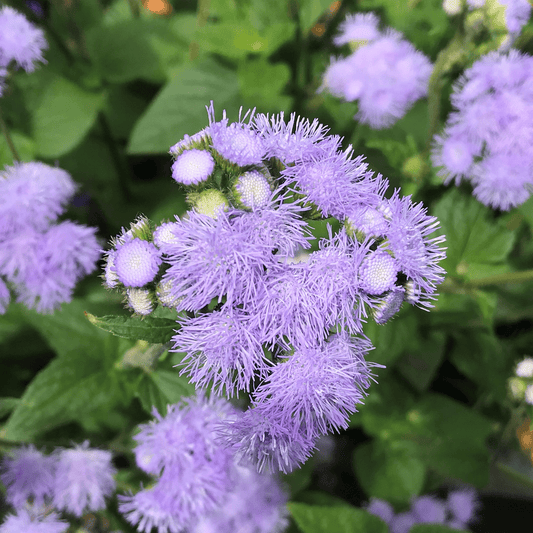 Floss Flower Seeds