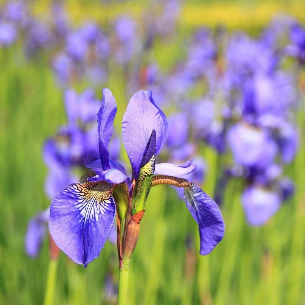 Japanese Iris Flower Seeds
