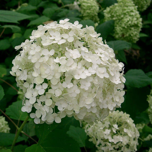 White Hydrangea Flower Seeds