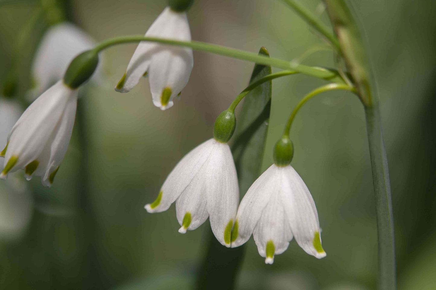 Snowdrop Flower Seeds