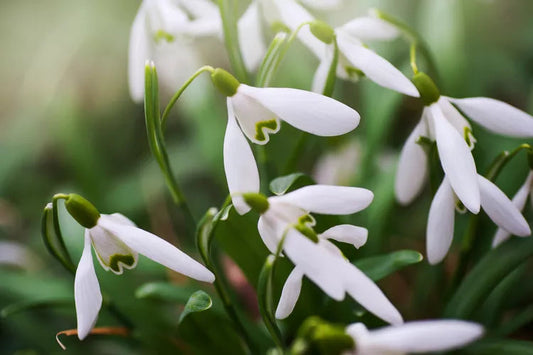 Galanthus Flower seeds for Planting Sun Loving Heirloom & GMO Free Seeds for Home Garden 
 
 Sale for planting in home garden